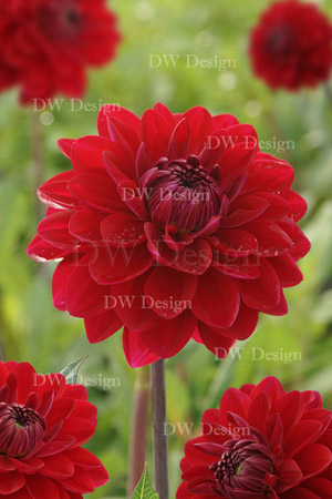 Dahlia Anne Cornelia